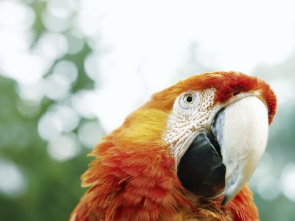 Wallpaper Parrot