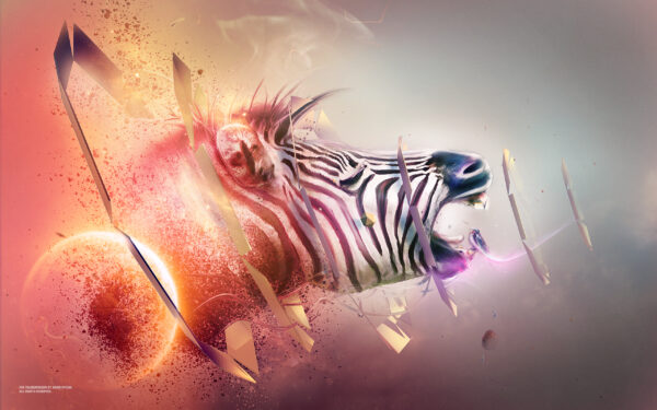 Wallpaper Zebra, Transition