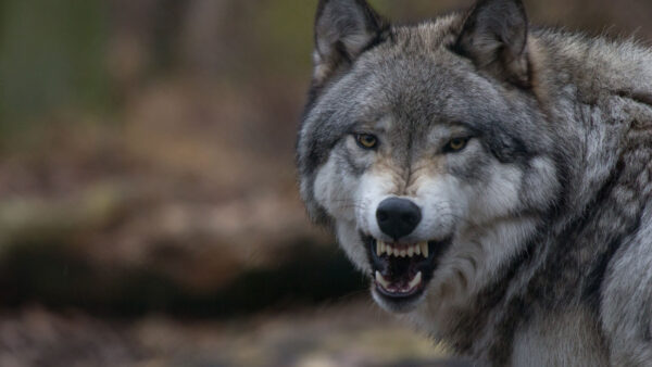 Wallpaper Face, Animals, With, Angry, Wolf, Animal, Desktop