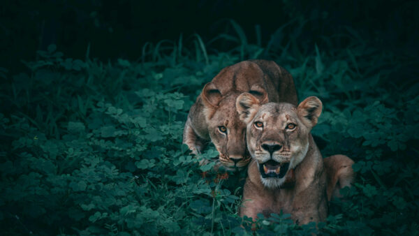 Wallpaper Animals, Cool, Wildlife, Background, Desktop, Lions, Image, Pc, 4k, Forest