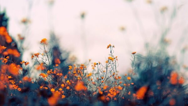 Wallpaper Desktop, Orange, Background, Indie, Flowers, Blur, Little