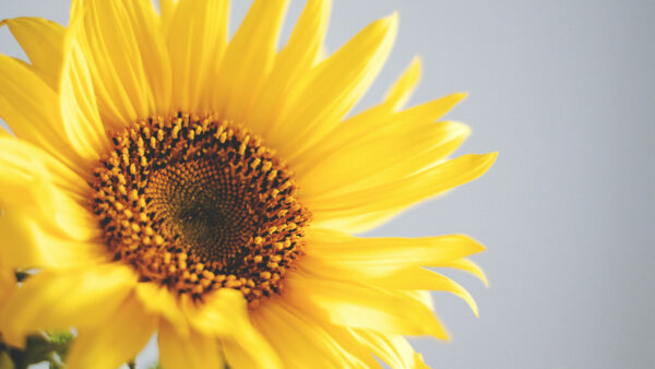 Wallpaper Closeup, Flowers, Gray, Desktop, Sunflower, Photo