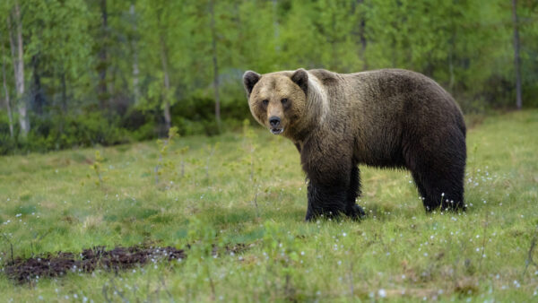 Wallpaper During, Desktop, Alone, Green, Bear, Brown, Daytime, Field, Animals, Standing