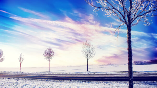 Wallpaper Covered, Field, Sunny, Sky, Nature, Snow, Under, Trees, Desktop