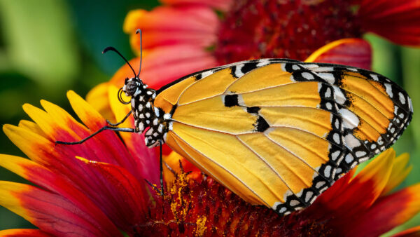 Wallpaper Black, Chrysanthemum, Design, Flower, Butterfly, Closeup, Photo, Desktop, Yellow