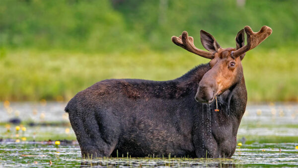 Wallpaper Animal, Free, Download, Cool, Pc, Animals, Wallpaper, Background, 1920×1080, Images, Desktop, Elk