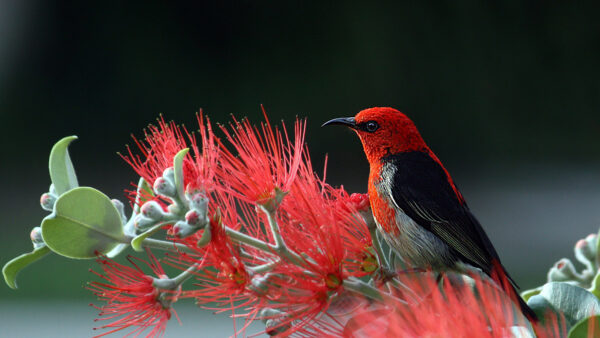 Wallpaper Bird, Branch, Black, Birds, Standing, Plant, Orange