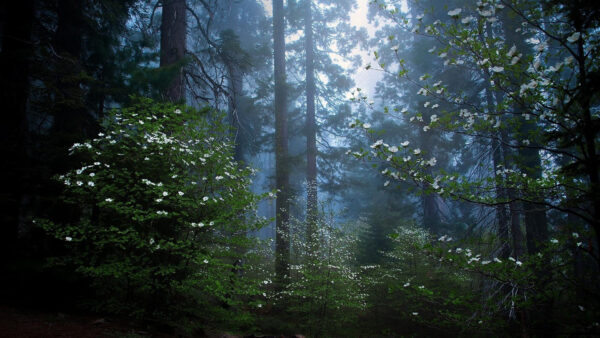 Wallpaper With, Forest, Long, Nature, Trees, Desktop, Sequoia