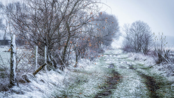 Wallpaper Green, Snow, Trees, Desktop, During, With, Winter, Mobile, And, Grass