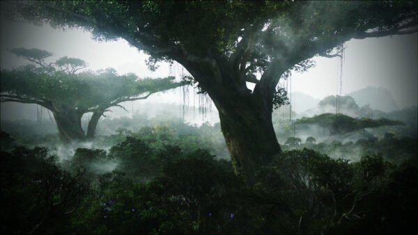 Wallpaper Dense, Forest, Jungle, Desktop, Fog, With