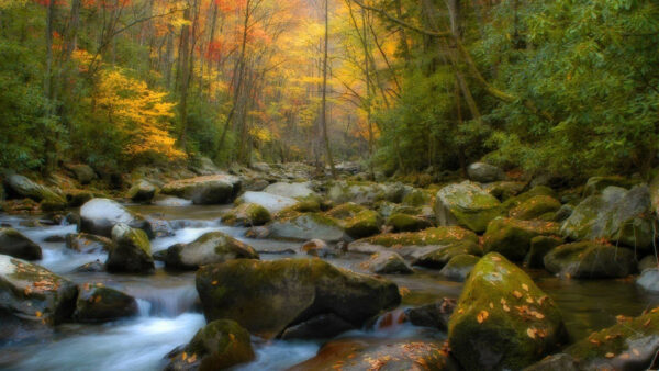 Wallpaper Stream, Forest, Nature, Covered, During, Daytime, Algae, Green, Water, Between, Rocks