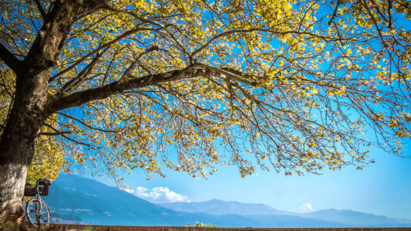 Wallpaper Sky, Background, Blue, Autumn, Yellow, Leaves, Desktop, Mobile, Mountains, Tree, Photography, Branches