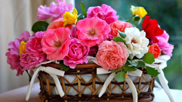 Wallpaper Bamboo, Basket, Blur, Colorful, Inside, Background, Flowers, Roses, Green