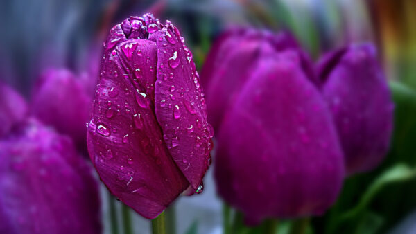 Wallpaper Violet, Desktop, Background, Blur, Spring, Mobile, Flowers, Tulips