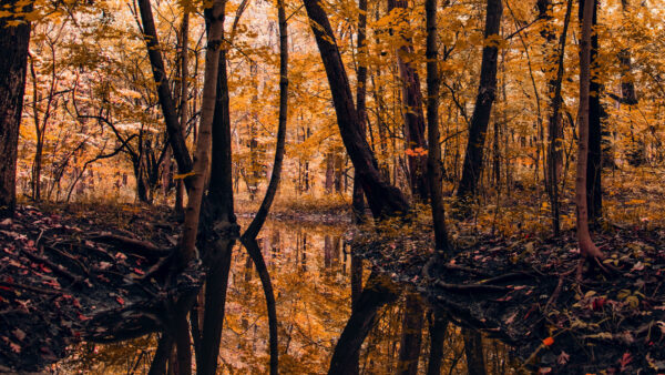Wallpaper With, Nature, Forest, Reflection, River, Trees, Desktop, Mobile