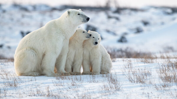 Wallpaper Polar, Covered, The, Bears, Are, Snow, Sitting, Animals, Desktop, Space