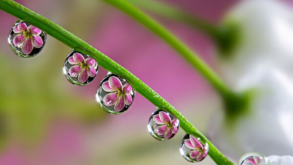 Wallpaper Flowers, Pink, Photography, Water, Blur, Macro, Drops, Background