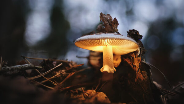 Wallpaper Yellow, Background, Shallow, Nature, With, Desktop, Mushroom