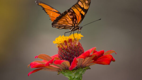 Wallpaper Blur, Butterfly, Black, Flower, Background, Filament, Brown, Lines