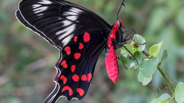 Wallpaper Green, Blur, Plant, Background, Butterfly, Dots, Black, Red