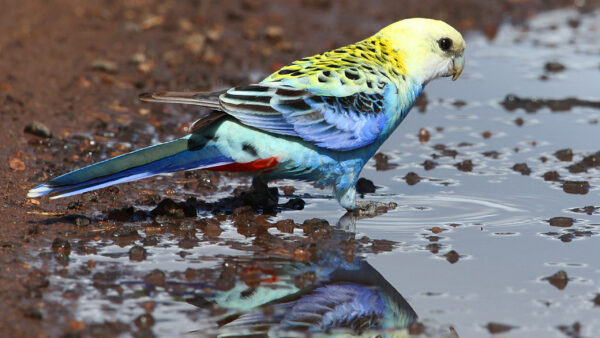 Wallpaper With, Pale-Headed, Yellow, Standing, Reflection, Rosella, Blue, Bird, Water, Birds