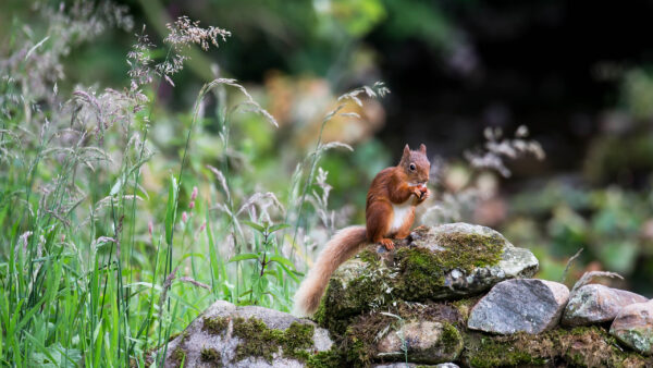 Wallpaper Moss, With, Squirrel, Shallow, Background, Desktop, Sitting, Stone