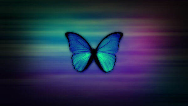 Wallpaper Background, Blue, Butterfly, Girly, Colorful, Aqua