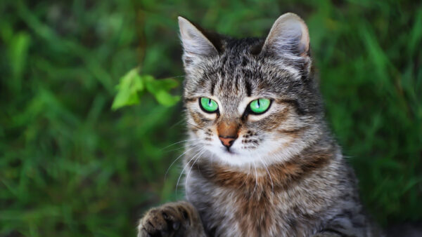 Wallpaper Blur, Green, Brown, Background, Cat, Eyes, Leaves, Desktop, Black