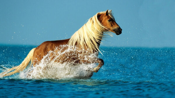 Wallpaper Desktop, Sea, Horse, Walking, Brown, Hair, With, Water, White