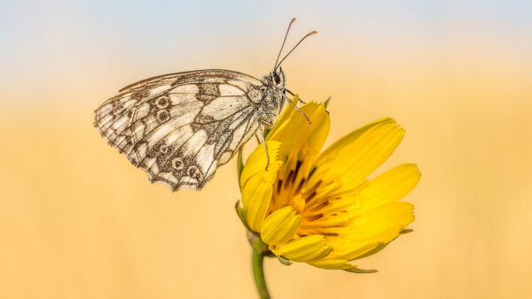 Wallpaper Butterfly, Flower, White, Black, Yellow