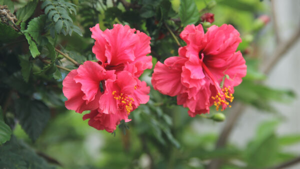Wallpaper Plant, Blur, Green, Background, Desktop, Red, Leaves, Mobile, Branches, Hibiscus, Flowers