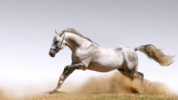 Wallpaper Sand, Horse, Running, Desktop