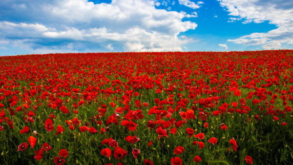 Wallpaper Under, Red, Sky, Field, Spring, Clouds, White, Common, Summer, Poppy, Flowers, Blue