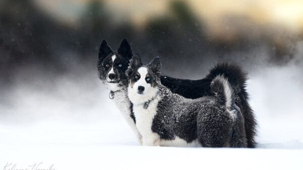 Wallpaper Laika, And, White, Desktop, Dogs, Black, Animals