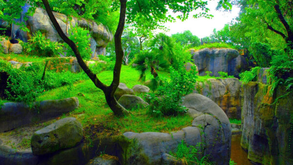 Wallpaper Background, Rock, Stones, Plants, Green, Scenery, Grass, Bushes, Garden, Trees