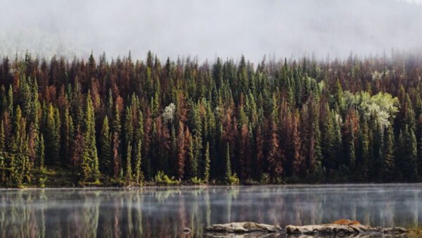 Wallpaper Reflection, Nature, Rocks, Mobile, Forest, Lake, Desktop, Trees