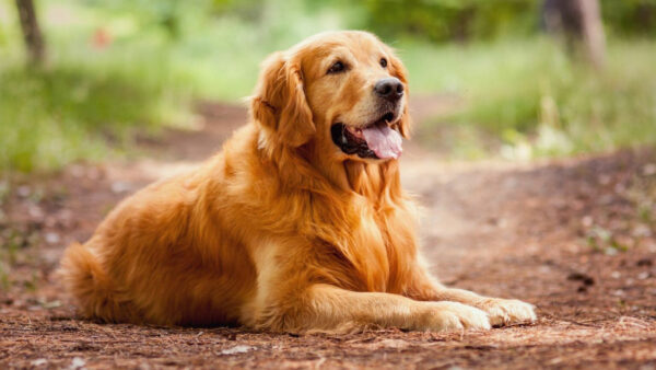 Wallpaper Background, Retriever, Blur, Golden, Dog, Green, Sitting, Brown