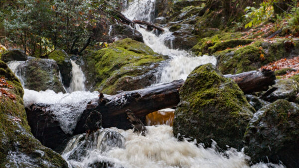 Wallpaper Trunk, Rocks, Between, Waterfall, Covered, Algae, Nature, Stream, Tree, Surrounded