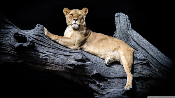 Wallpaper Desktop, Background, With, Wood, Black, Sitting, Lion