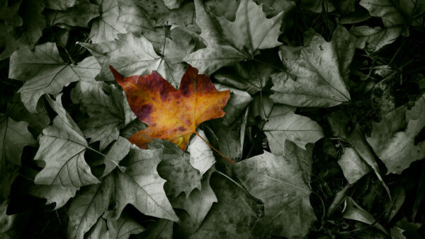 Wallpaper Dry, Nature, Green, Leaves