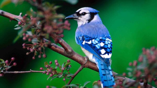 Wallpaper Branch, Bird, Tree, Background, Green, Blue, Standing, Beautiful, Black