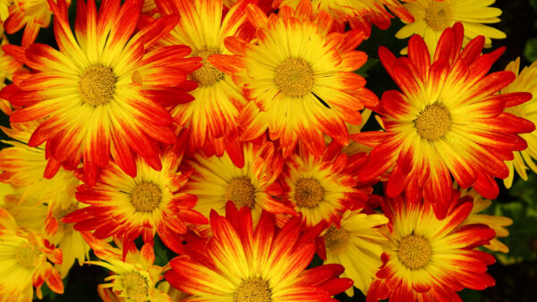 Wallpaper Black, Chrysanthemum, Flowers, Red, Background, Yellow