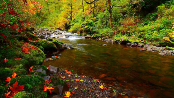 Wallpaper Fall, River, Stones, Autumn, Trees, Water, Stream, Forest, Covered, Algae, Between, Background