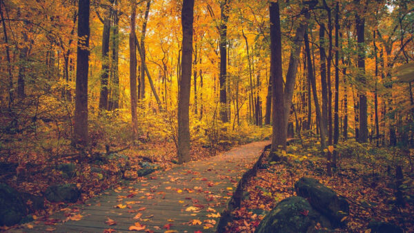 Wallpaper Path, Forest, Trees, Leaves, Between, Autumn, Dry, With, Fall