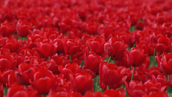 Wallpaper Blur, Field, Background, Red, Tulip, Flowers