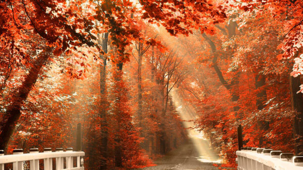 Wallpaper With, Autumn, Sunrays, Beautiful, Red, Branches, Nature, Trees