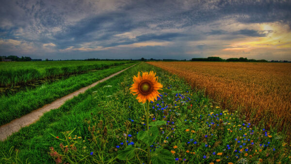 Wallpaper Clouds, Surrounded, Under, Green, Flowers, Blue, White, Sunflower, Sky, Grass