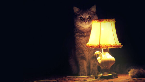 Wallpaper Lamp, Front, Background, White, Black, Dark, Sitting, Table, Cat