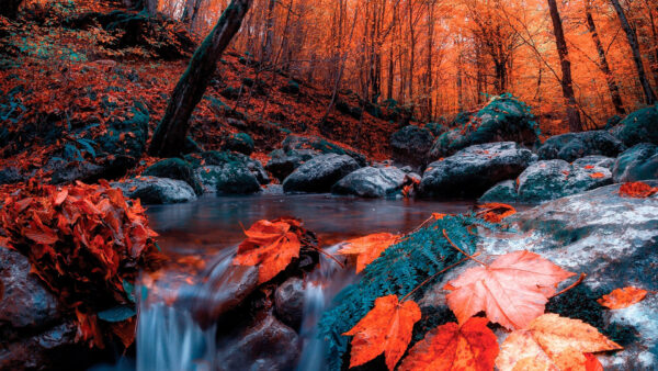 Wallpaper Stream, Scenery, Trees, Leaves, Rocks, Stones, Beautiful, Red, Water, Autumn