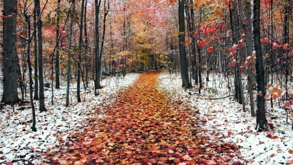 Wallpaper With, Colorful, Dry, Between, Trees, Leaves, Forest, Snow, Path, Nature, Autumn, Fall